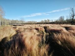 -东郊湿地公园