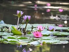 -曼听御花园