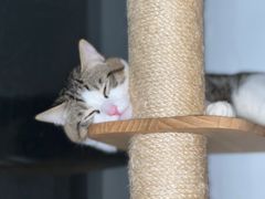 -纳吉亚猫专科动物医院(康都外科中心)
