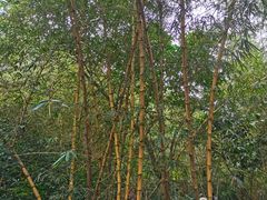 -水濂山森林公园