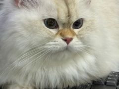 -艾贝尔宠物医院·24H转诊中心·肿瘤猫专科(江宁双龙店)