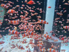 -海合安成都极地海洋公园