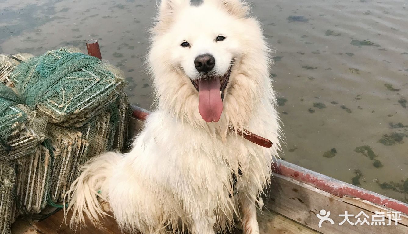 说走就走🌞拖家带狗🐶