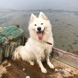 说走就走🌞拖家带狗🐶