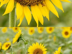 -光明小镇欢乐田园