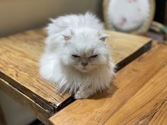 -猫小院猫主题餐厅(南锣旗舰店)