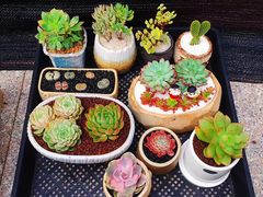-李村大集