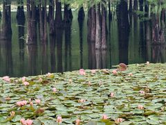 -白鹭湾湿地公园