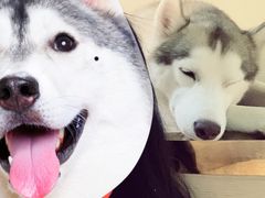 -Husky Go! 哈士奇体验馆·宠物咖啡厅狗咖