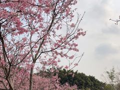 -天适樱花悠乐园