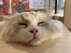 -瞄一喵猫咖(格力海岸店)