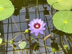 -国家植物园南园