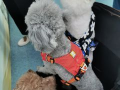 -北京赛佳动物医院