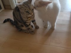 -平行世界·猫咖(首经贸店)