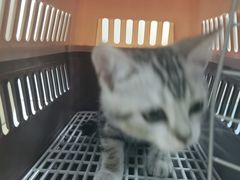 -宠颐生猫科·内科皮肤科(西平世纪城店)