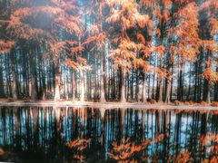 -共青国家森林公园-售票处