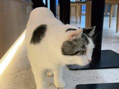 -喵园·猫主题咖啡厅·撸猫·猫咖(国贸店)