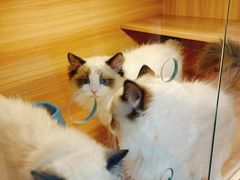 -猫十亿·布偶金渐层·曼基康矮脚猫舍(青年路店)
