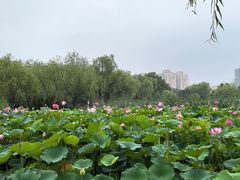 -太阳宫公园