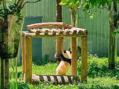 -卧龙中华大熊猫苑神树坪基地