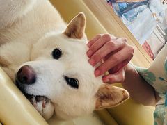 -柴の食堂·日式家庭料理·熊之肆(大学路店)