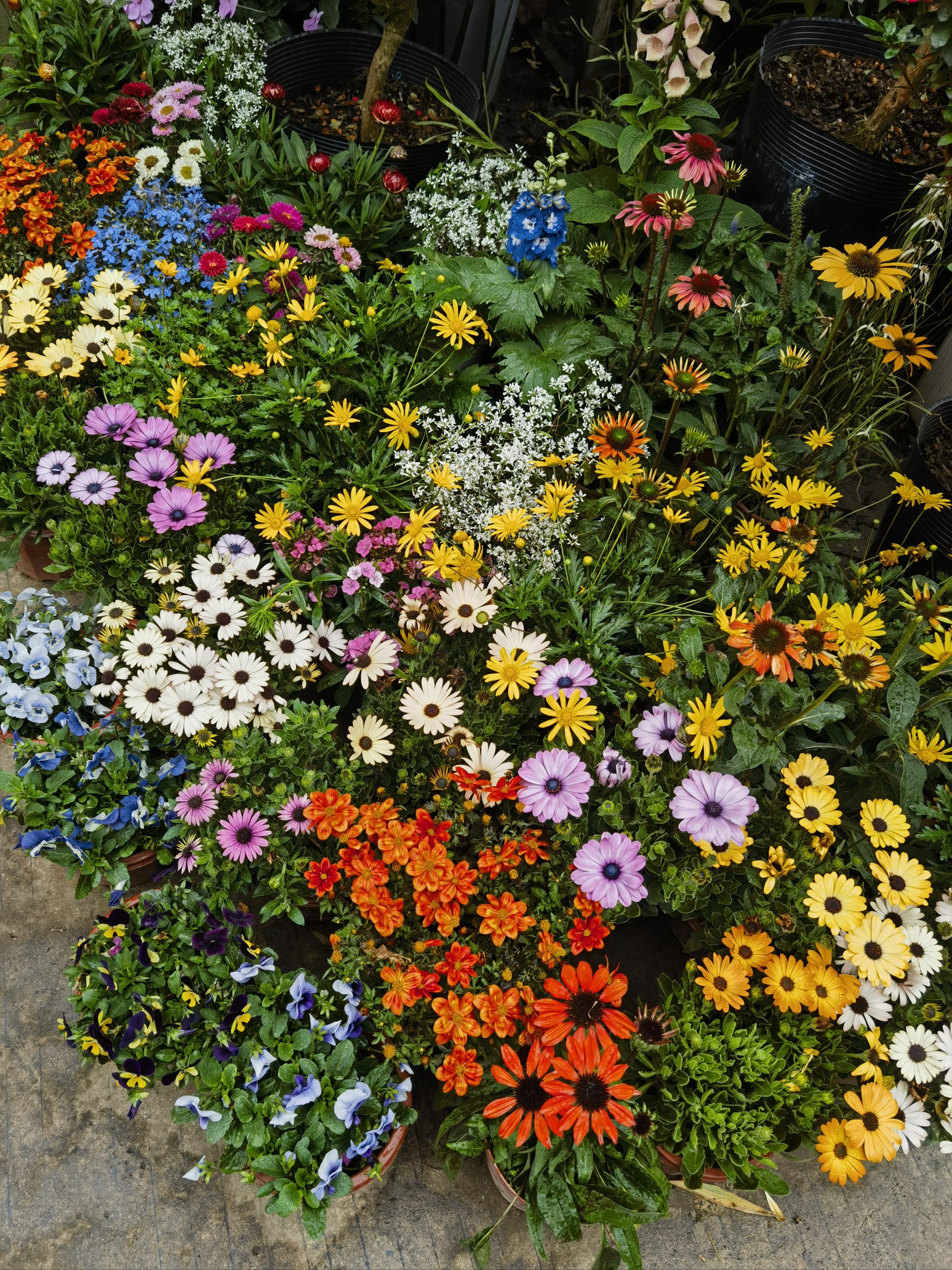 广州花卉市场砸花图片