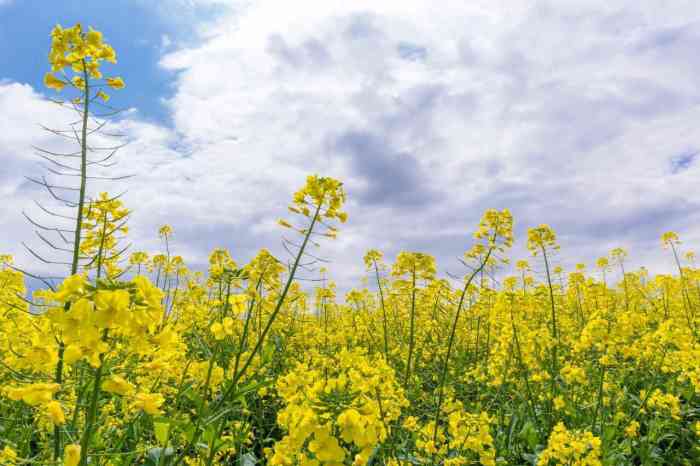 象田油菜花基地-"去年10.1和家里人自驾去的象田,当时是.