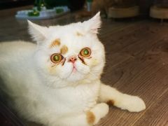 -宠物世家(仲盛世界商城店)