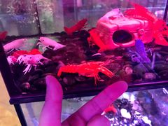 -大自然花鸟鱼虫市场