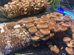 -V-ONE西雅图海鲜自助餐厅(仓山万达广场店)