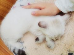 -三花喵·撸猫购宠·宠物生活馆(虹桥南丰城店)