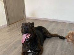 -趣玩宠物乐园寄养训犬训狗游泳池