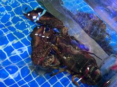 -渔民船说·北塘海鲜·天津菜·海肠捞饭(北塘古镇店)