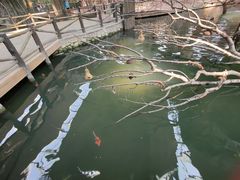 -南宫五洲植物乐园