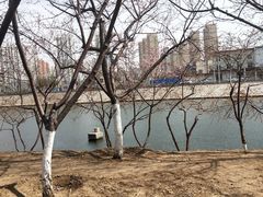 -桃花堤公园