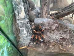 -南宫五洲植物乐园