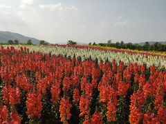 -径山花海
