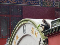 -黔灵山公园