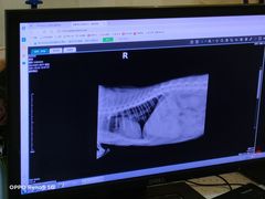 -宠爱国际动物医院·消化内科·心肾内科·ISFM猫友好(望京店)
