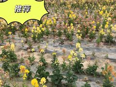 -三圣花乡旅游区