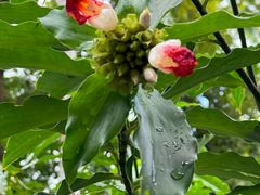 -植物园哈利亚餐厅