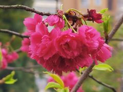 -武汉市园林科普公园
