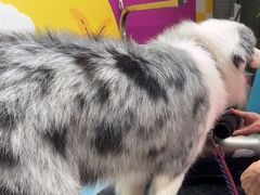 -帕帕拉兹宠物(亚洲旗舰店)