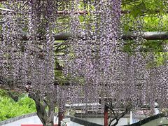 -嘉定紫藤园