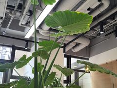 -2326 Coffee Roaster咖啡豆可选店(林肯公园店)
