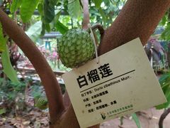 -呀路古热带植物园