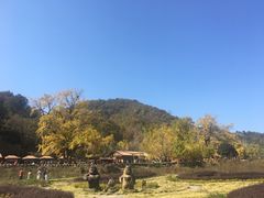 -千年银杏谷文化旅游区