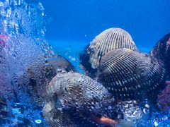 海鲜-老虎滩大连海鲜烧烤(建邺云锦路总店)