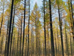 -塞罕坝国家级自然保护区