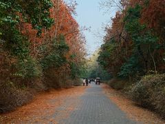 -上海海湾国家森林公园